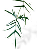 Philodendron Polypodioides