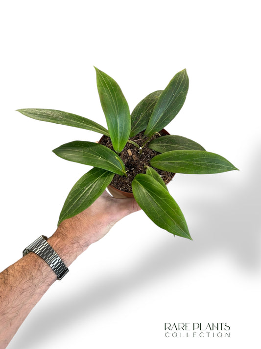 Hoya Soligamiana