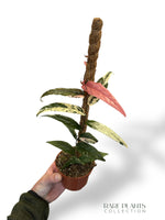 Ficus Sagittata Variegata (tuteur)