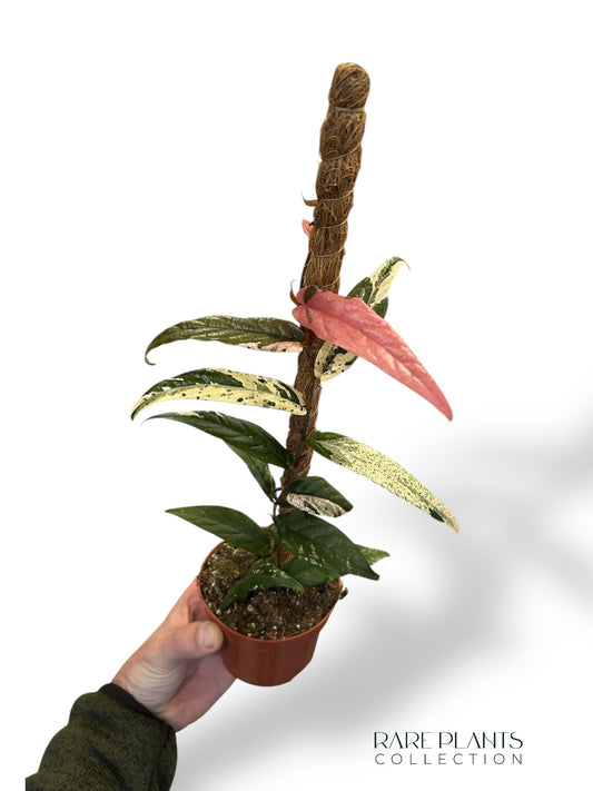 Ficus Sagittata Variegata (tuteur)