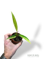 Philodendron Caramel Marble Variegata (baby)