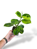 Rhaphidophora Elliptica Aurea rare plants collection marcelarium