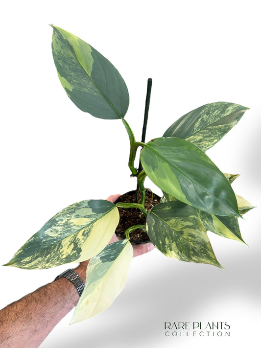 Philodendron Silver Sword Variegata rpc rare plants collection marcelarium