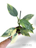 Philodendron Silver Sword Variegata rpc rare plants collection marcelarium
