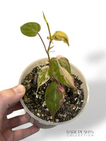 Philodendron Micans Pink Variegata