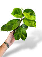 Rhaphidophora Elliptica Aurea rare plants collection marcelarium