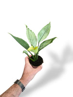 Spathiphyllum Blue Ice rare plants collection rpc marcelarium