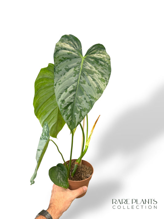 Philodendron McDowell x Brandtianum N.2