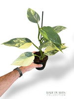 Philodendron Silver Sword Variegata rpc rare plants collection marcelarium