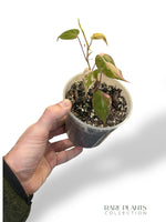 Philodendron Micans Pink Variegata