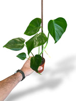 Monstera Sierrana Mexican Form