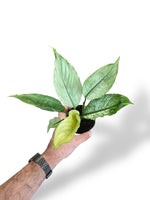 Spathiphyllum Blue Ice rare plants collection rpc marcelarium