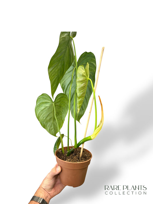 Philodendron McDowell x Brandtianum N.2