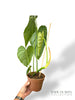 Philodendron McDowell x Brandtianum N.2
