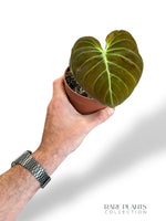 Philodendron Melanochrysum Variegata