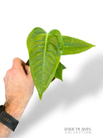 Anthurium Veitchii Narrow