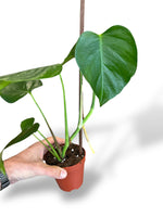 Monstera Sierrana Mexican Form