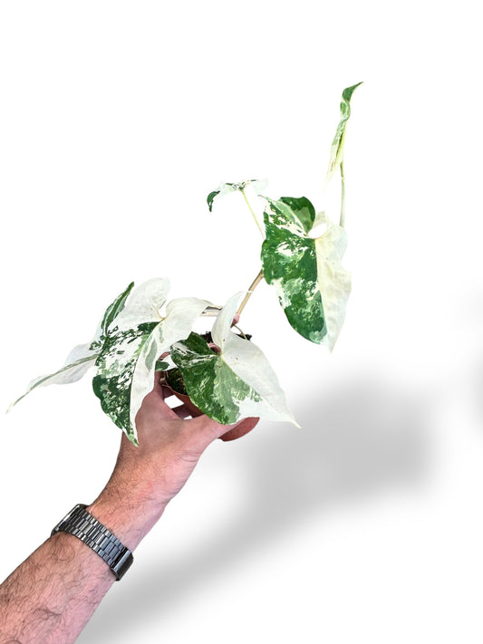 Syngonium Albo Variegata Rare plants collection rpc marcelarium