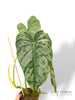 Philodendron McDowell x Brandtianum N.2