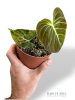 Philodendron Melanochrysum Variegata