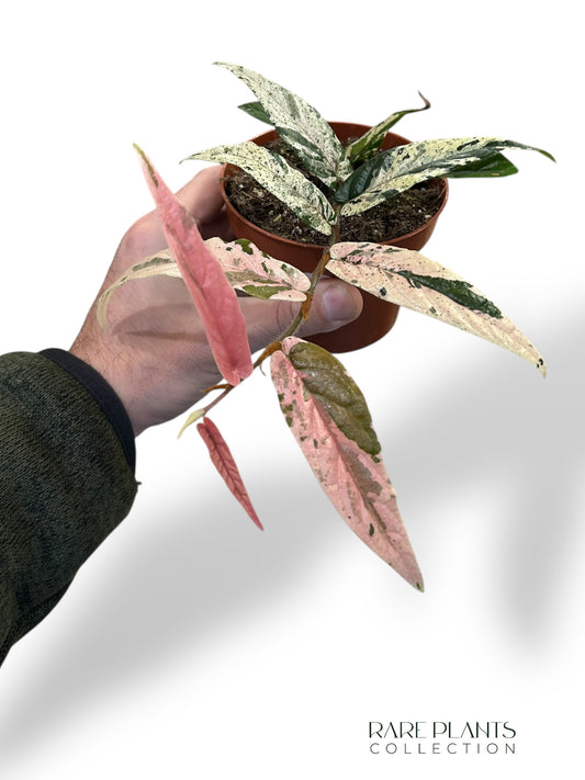 Ficus Sagittata Variegata