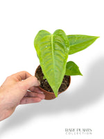 Anthurium Veitchii Narrow