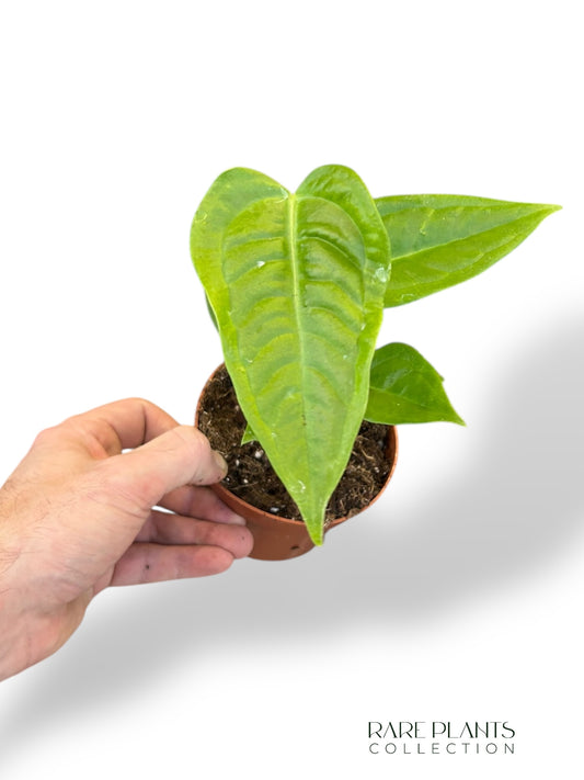 Anthurium Veitchii Narrow