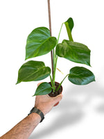 Monstera Sierrana Mexican Form