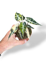 Alocasia Bambino Aurea Variegata rare plants collection rpc marcelarium