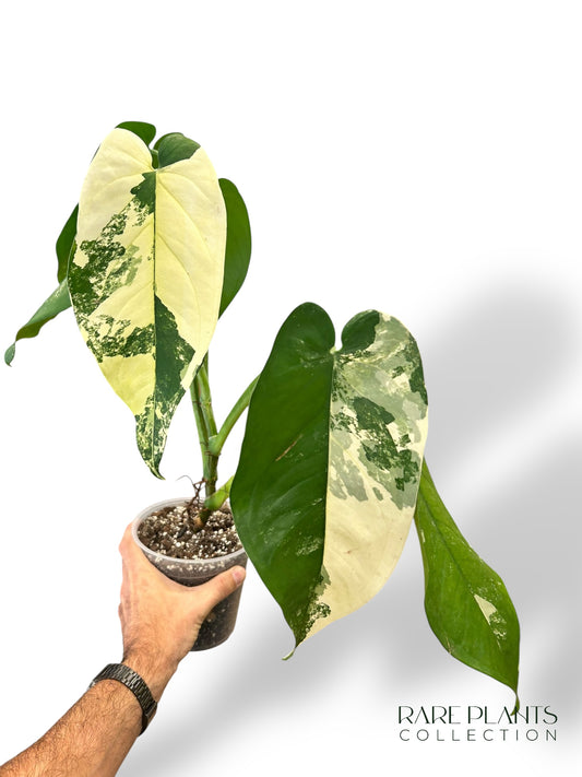 Syngonium Chiapense Variegata N.1