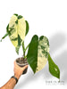 Syngonium Chiapense Variegata N.1