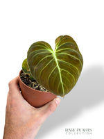 Philodendron Melanochrysum Variegata