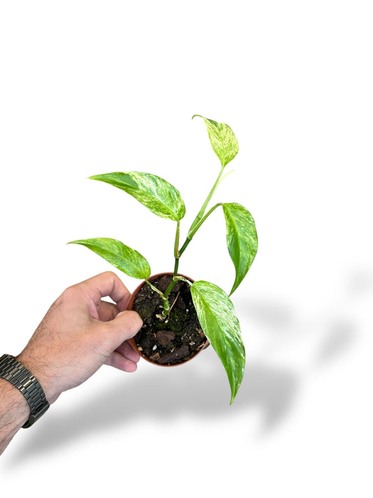 Monstera Laniata Mint