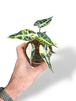 Alocasia Bambino Aurea Variegata rare plants collection rpc marcelarium