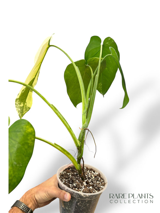 Syngonium Chiapense Variegata N.1