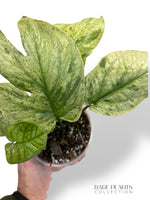 Amydrium Medium Galaxy