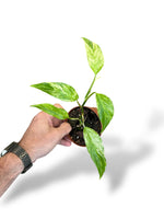 Monstera Laniata Mint