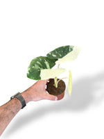 Alocasia Macrorrhiza Albo rare plants collection rpc marcelarium