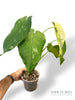 Syngonium Chiapense Variegata N.1