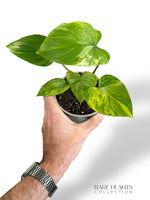 Homalomena Rubescens Aurea rpc rare plants collection marcelarium