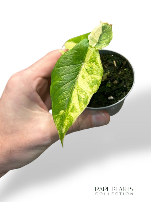 Alocasia Scalprum Aurea Variegata rare plants collection marcelarium