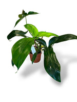 Philodendron x Waterbury