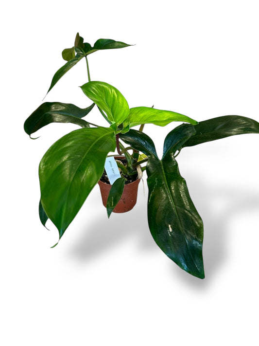 Philodendron x Waterbury