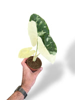 Alocasia Macrorrhiza Albo rare plants collection rpc marcelarium