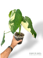 Syngonium Chiapense Variegata N.2