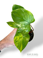 Homalomena Rubescens Aurea rpc rare plants collection marcelarium