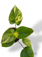 Homalomena Rubescens Aurea rpc rare plants collection marcelarium