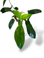 Philodendron x Waterbury