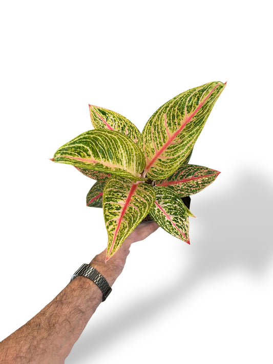 Aglaonema Romance Red rare plants collection rpc marcelarium