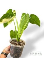 Syngonium Chiapense Variegata N.2